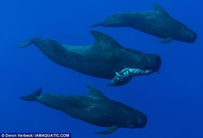 ˮӰʦ㵽Զ캽Сʬ壬ƾͬ°С