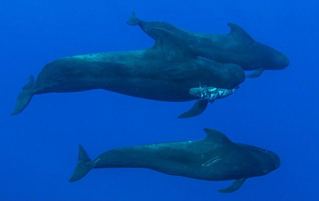 ӰʦĵԶ֫캽ȥ ͷԾ㻤