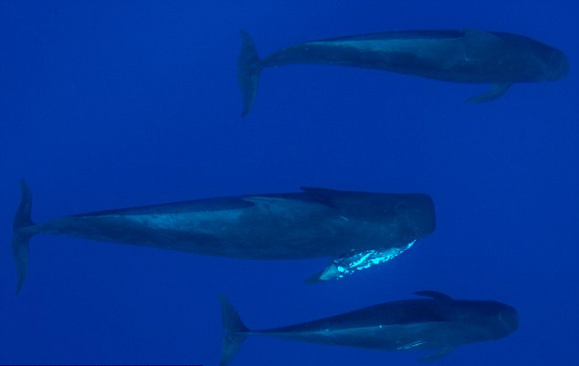 ӰʦĵԶ֫캽ȥ ͷԾ㻤