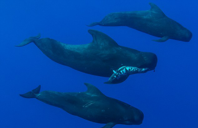 ӰʦĵԶ֫캽ȥ ͷԾ㻤