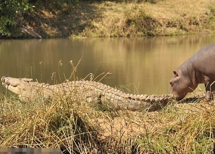 小河马对鳄鱼深感好奇,走前引其注意。