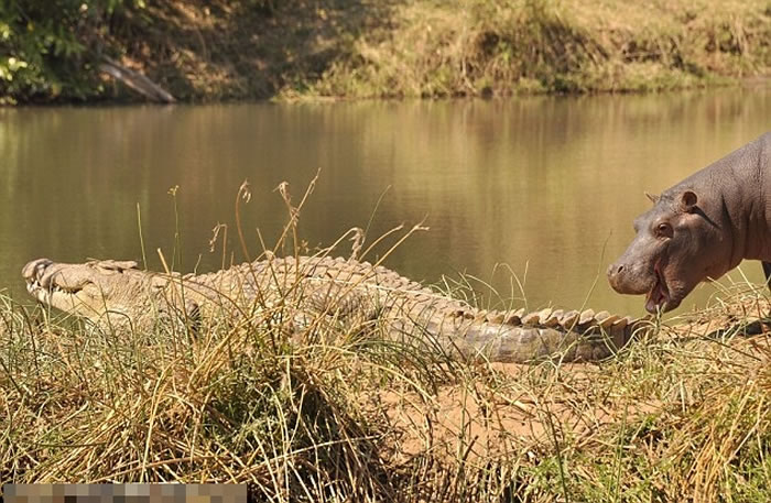 小河马见鳄鱼不予理会,顿时心生一计。