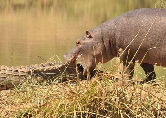小河马张嘴咬向鳄鱼尾巴