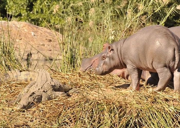 鳄鱼终于不胜其烦
