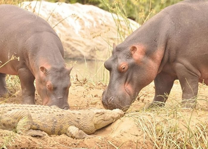 连小河马的哥哥亦上前与鳄鱼玩耍