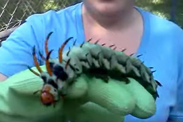 美国阿拉巴马州男子在自家后院发现巨大毛毛虫 专家称是帝王蛾的幼虫“山核桃角魔鬼”