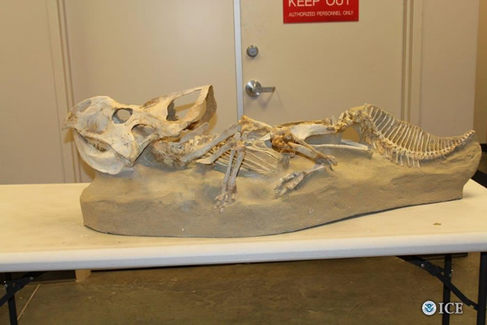 商人走私价值超过57万美元的中国恐龙化石进入美国获刑