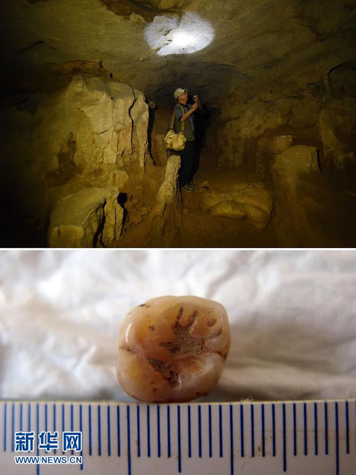 上图:10月16日,湖南道县文物管理局副局长杨雄心在福岩洞内介绍当时的发掘情形,他全程参与了福岩洞人类牙齿化石的发掘工作。下图:在湖南道县境内福岩洞发现的一颗人