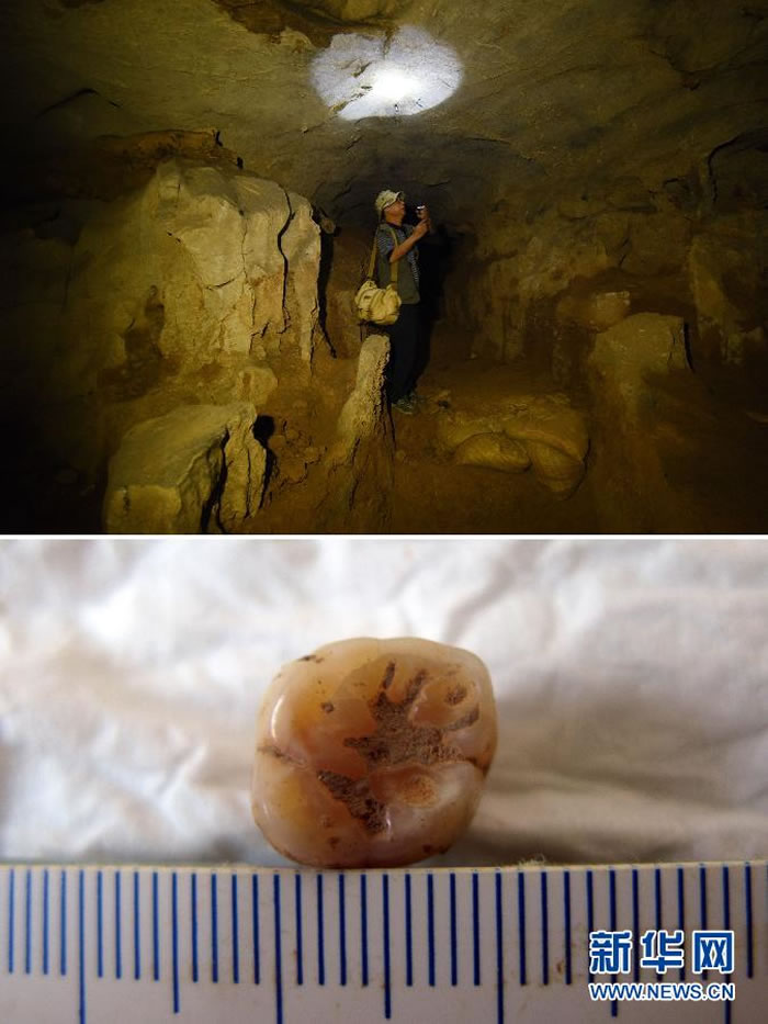 上图:10月16日,湖南道县文物管理局副局长杨雄心在福岩洞内介绍当时的发掘情形,他全程参与了福岩洞人类牙齿化石的发掘工作。下图:在湖南道县境内福岩洞发现的一颗人
