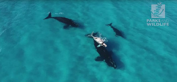 无人机在澳大利亚海岸拍摄到四头罕见南露脊鲸