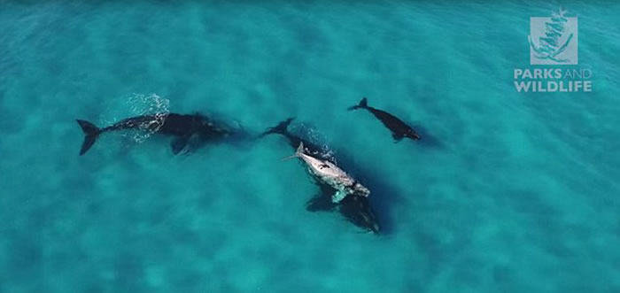 无人机在澳大利亚海岸拍摄到四头罕见南露脊鲸