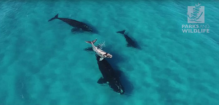 无人机在澳大利亚海岸拍摄到四头罕见南露脊鲸