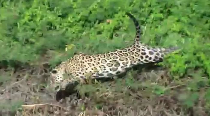 南美洲河边美洲豹捕食凯门鳄视频令人震惊