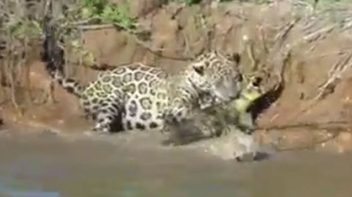 南美洲河边美洲豹捕食凯门鳄视频令人震惊