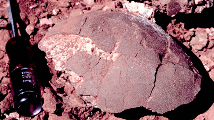 �о����ֲ�ͬ���͵Ŀ����������ϴ��ڽϴ����