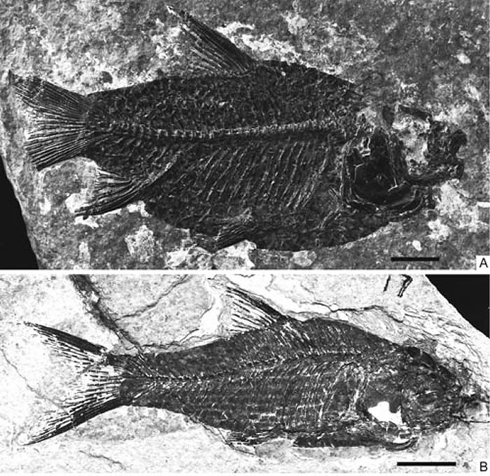 湖北江汉鱼(Jianghanichthys hubeiensis)标本(刘娟供图)