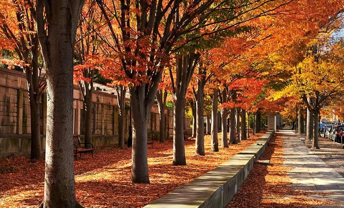 多个环境因素可能影响秋季植物休眠的时机