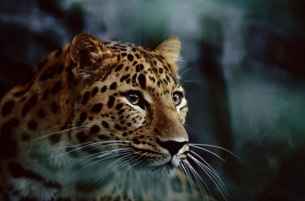 ԶͼΪմݶ԰ԶǱپֵĶϢϱ֮ķǾ Photograph by Michael Nichols, Nati