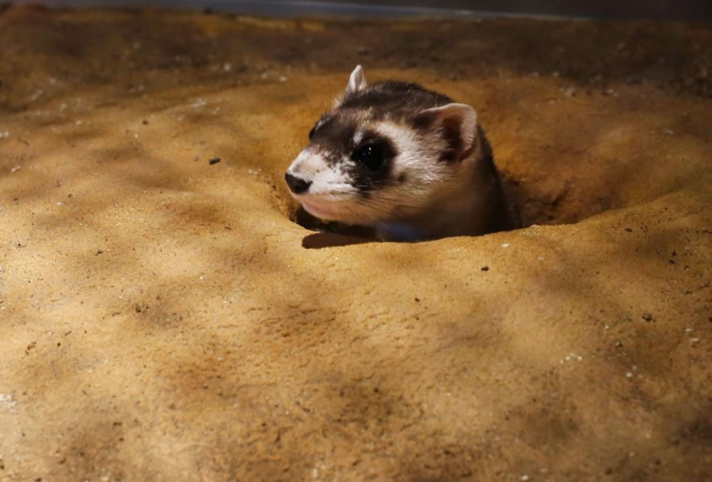 ҰڿɽҰﱣ,Ұ30ֻѩ,ͼеĺѩһֻҰﱣǰжﳡַ,Ұֲ