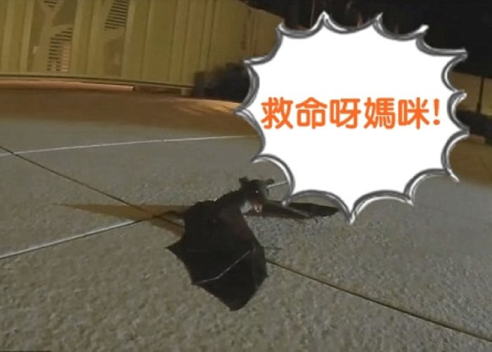 ������������֪ͨĸ����