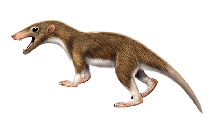 ʱСͲ鶯Spinolestes xenarthosusԭͼ