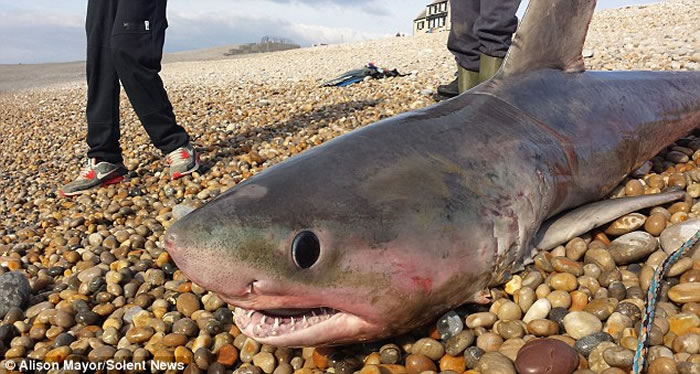 Ӣ����������ɪ������2�׳�������