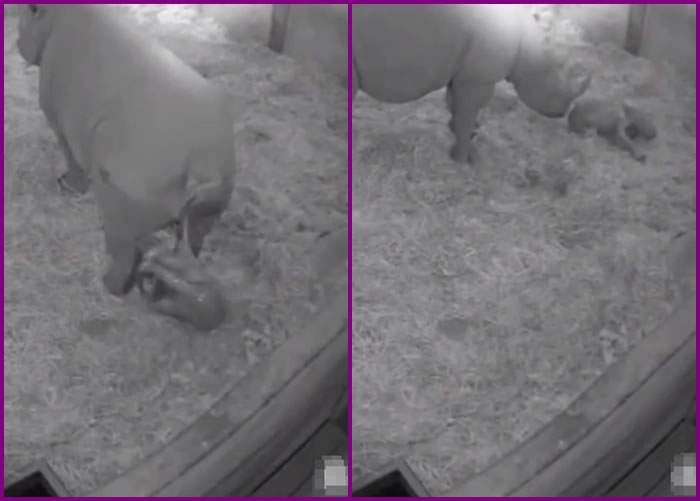 ����԰���շ��Ŵ��������ӵ�Ƭ��