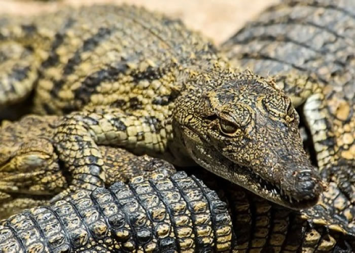 研究指鳄鱼有“单半球睡眠”的睡眠能力,睡觉时只眼开只眼闭,目的是提防危险。