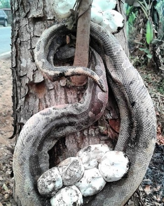 印尼婆罗洲岛加里曼丹森林大火 母蟒蛇带一窝蛇蛋逃命被活活烧死