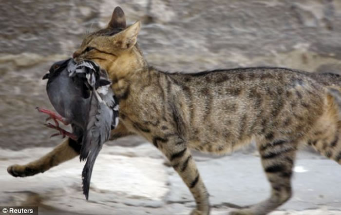 威胁本土动物生存 澳大利亚政府计划将在未来五年内捕杀2百万只野猫