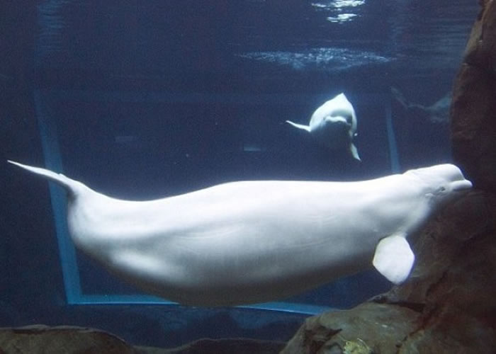 马里斯样子趣致可爱