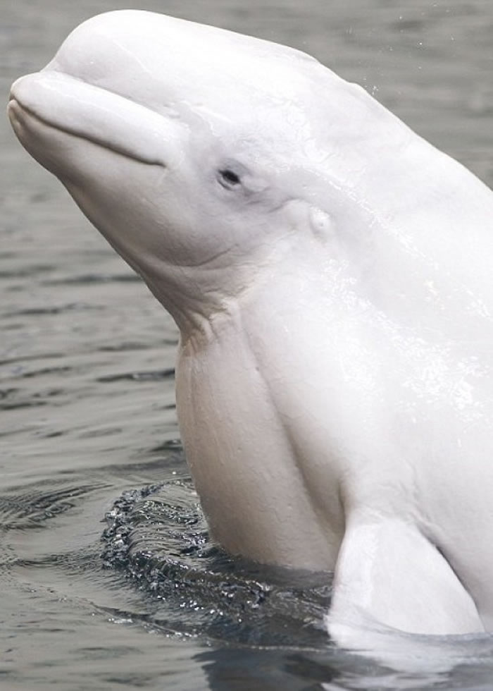 马里斯与其他鲸鱼相处良好