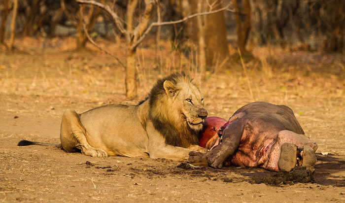 �ޱ��ǵ�¬���Ϲȵ׼���������ʨ��������������