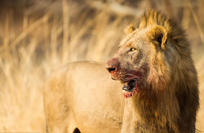 �ޱ��ǵ�¬���Ϲȵ׼���������ʨ��������������