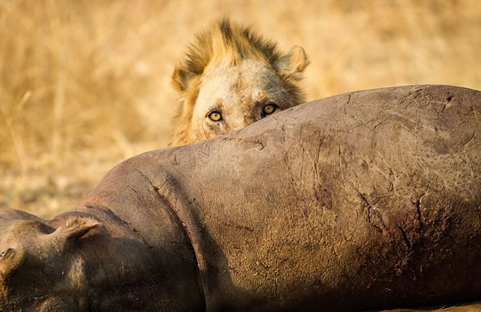 �ޱ��ǵ�¬���Ϲȵ׼���������ʨ��������������