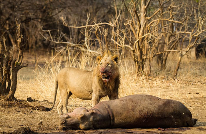 �ޱ��ǵ�¬���Ϲȵ׼���������ʨ��������������