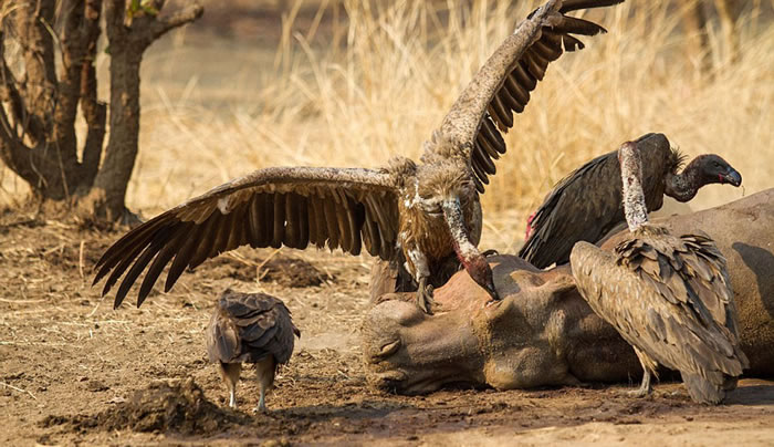 �ޱ��ǵ�¬���Ϲȵ׼���������ʨ��������������