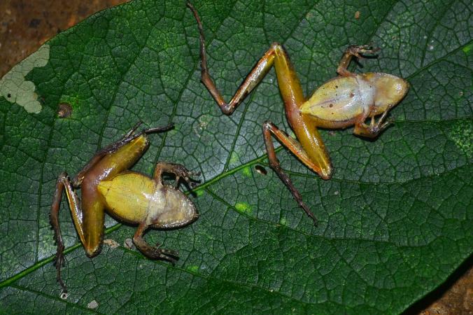 蟼掌突蟾(Ischnocnema aff. hensel) 最近被发现装死装得很夸张,因此列入一长串的假死动物名单上。 Photograph by Werthe