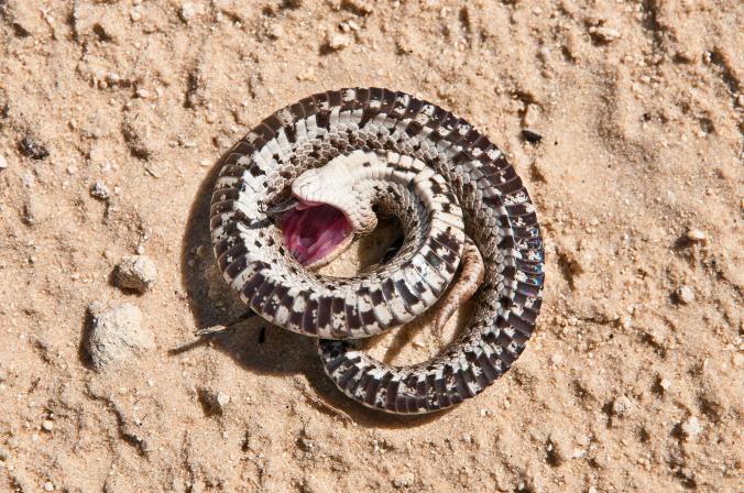 一只南部猪鼻蛇正在装死挣扎。这种蛇装死时会分泌恶臭。 Photograph by David M. Dennis, Animals Animals/Earth