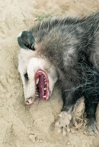 一只美国负鼠正装死扮鬼脸。 Photograph by Lynda Richardson, Corbis