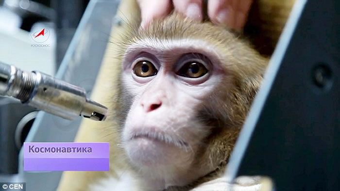 ����˹������2017�꽫4ֻ⨺����ϻ���