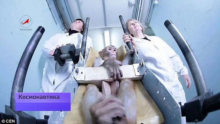 ����˹������2017�꽫4ֻ⨺����ϻ���