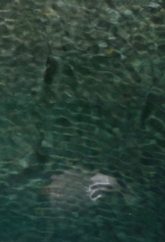 ʱ޲ɭֻרע㺣δע⵽һû