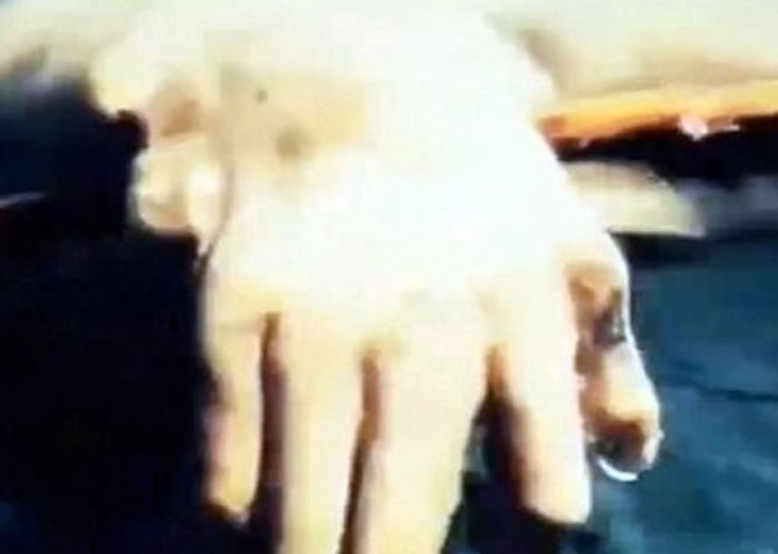 该生物有像人一般的手