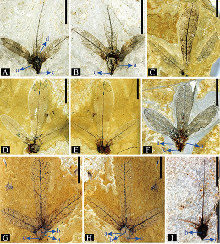 图1:文山发现的刚毛类黄杞(Palaeocarya hispida )化石