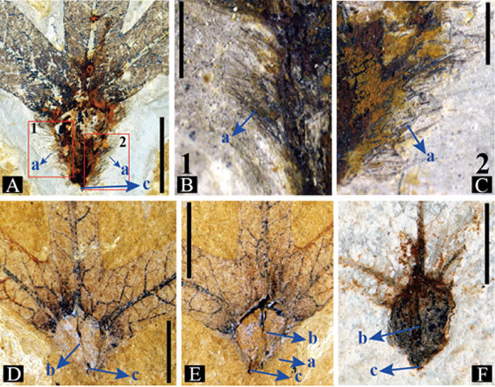 图2:刚毛类黄杞(Palaeocarya hispida )化石的特征
