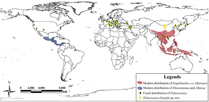 图3:类黄杞化石记录及现生种的地理分布格局