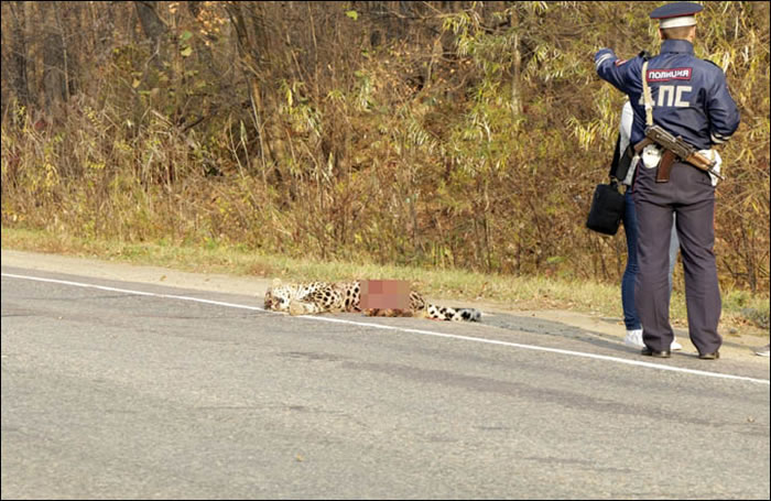 ����˹���ϲ�һֻ��ΣԶ����������ײ��