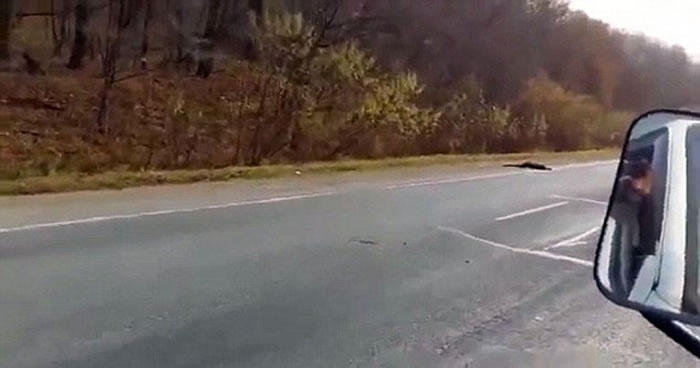 ����˹���ϲ�һֻ��ΣԶ����������ײ��