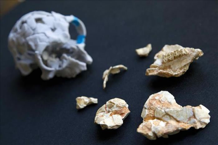 Pliobates cataloniaͷǻʯ